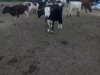 Vaca, Russian Black pied cattle — foto 1