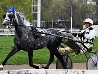 Hengst, Orlov Trotter — Foto 1