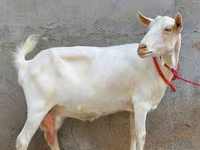 عنزة, Saanen goat — الصورة 2