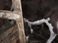 Vaca, Simmental cattle — foto 2