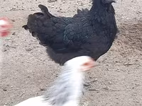 Australian Pit Game fowl — photo 1