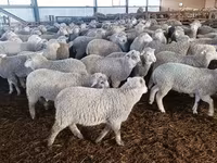母羊, Kuibyshev sheep — 照片 1
