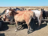 Caballo, Mugalzhar horse — foto 4