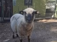 Ram, Shroshire sheep — photo 1