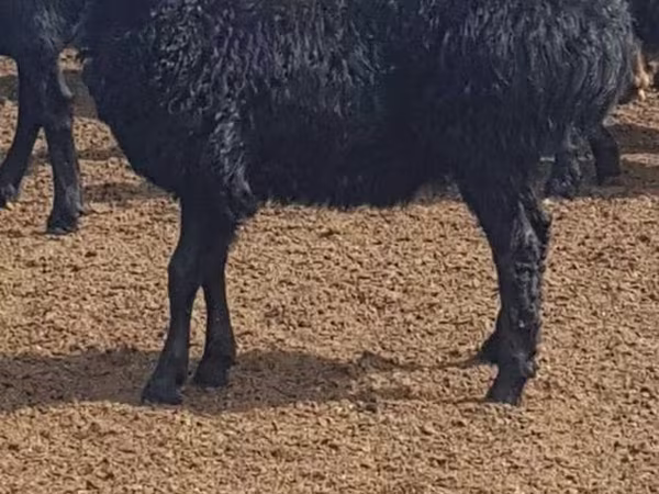 Schaf, Edilbay sheep