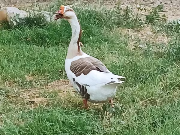 Китайский гусь
