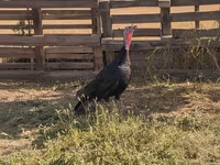 Norfolk Negro — foto 1