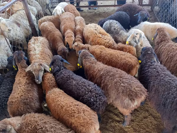 Ram, Sheep
