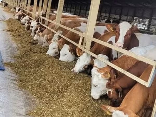 Vaca, Aberdeen-Angus