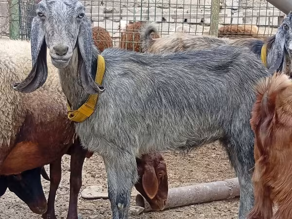 Cabra, Damask goat