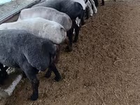 公羊, Sheep — 照片 1
