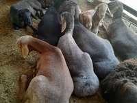 Ram, Sheep — photo 4