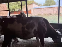 Kuh, Latvian Blue cattle — Foto 2