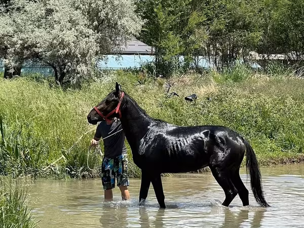 Horse (M), Karachay horse
