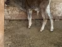 公牛, Alatau breed — 照片 3