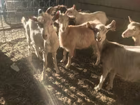 Ziegenbock, Saanen goat — Foto 4