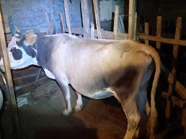 Kuh, Simmental cattle
