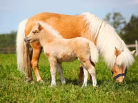 公马, American shetland pony — 照片 2