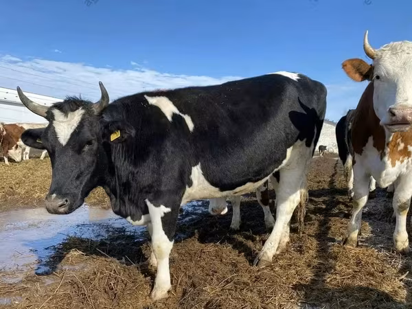 母牛, Russian Black pied cattle