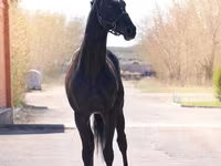 حصان, Thoroughbred horse — الصورة 6