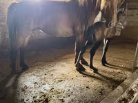 Yegua, Kazakh horse — foto 2