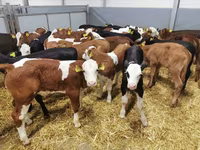 Cattle (batch, sex not specified), Holstein breed — photo 2