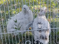 Blanco — foto 2