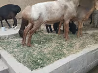 كبش, Edilbay sheep — الصورة 2