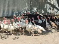 Turkeys — الصورة 1