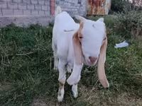 Billy Goat, Gulabi goats — photo 1
