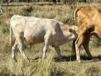 Toro, Vaca roja sin cuernos — foto 3