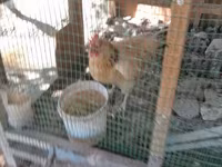 Chickens — الصورة 4