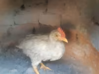 Chickens — Foto 4