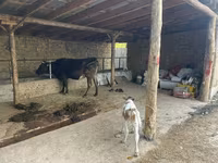 母牛, Swiss cattle — 照片 1