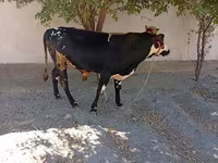 Bulle, Russian Black pied cattle — Foto 6