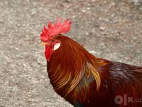 Chickens — Foto 2
