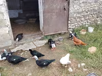 Domestic Muscovy — photo 5
