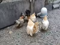 بانتام — الصورة 4