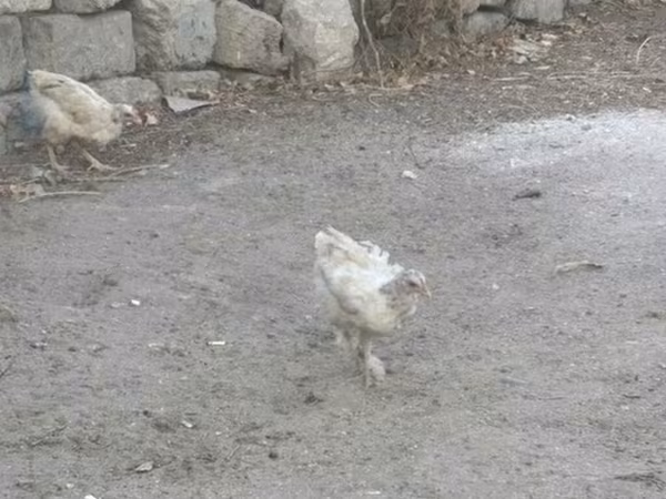 Куры