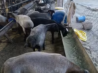公羊, Sheep — 照片 4
