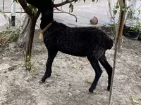 Ram, Arashan sheep — photo 2