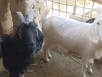 Goat, Goats — photo 2