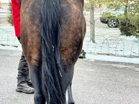 فرس, Akhal-Teke — الصورة 6