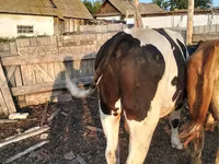 Bulle, Simmental cattle — Foto 2