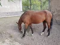 Horse (M), Karachay horse — photo 2