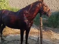 Horse (M), Karabakh horse — photo 1