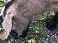 बकरी, Nubian Goat — फ़ोटो 2