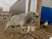 تيس, Alpine goat — الصورة 2