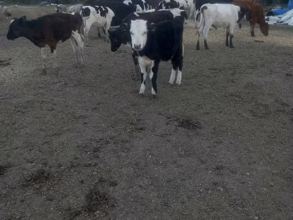 Vaca, Russian Black pied cattle