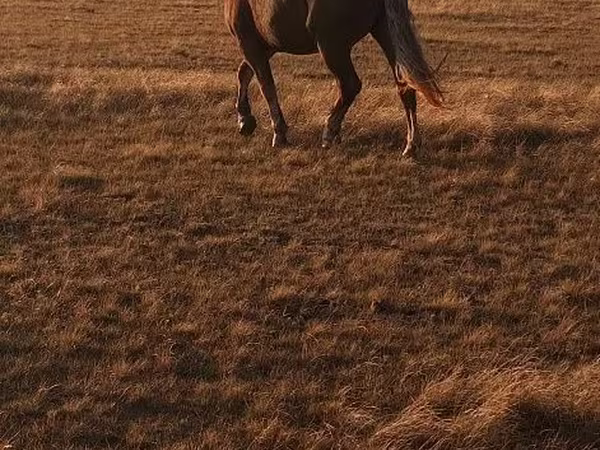 Caballo, Altai horse